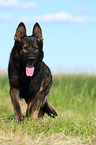 German Shepherd