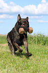 retrieving German Shepherd