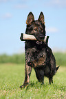 retrieving German Shepherd