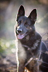 German Shepherd Portrait