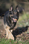 playing German Shepherd