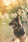 German Shepherd Portrait