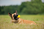 lying German Shepherd