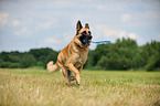 playing German Shepherd