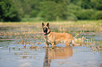 bathing German Shepherd