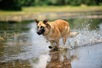 running German Shepherd