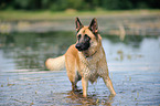 bathing German Shepherd