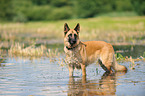 bathing German Shepherd