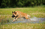 running German Shepherd