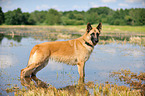 bathing German Shepherd