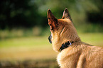 German Shepherd Portrait