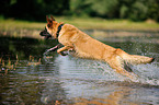 running German Shepherd