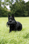 playing German Shepherd