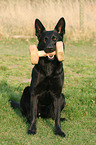 German Shepherd with toy