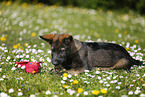 German Shepherd Puppy in the meadow