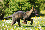 German Shepherd Puppy in the meadow