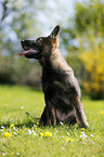 German Shepherd Puppy in the meadow