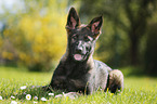 German Shepherd Puppy in the meadow