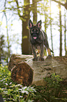 German Shepherd Puppy