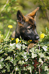 German Shepherd Puppy