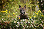 German Shepherd Puppy