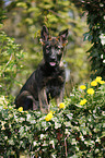 German Shepherd Puppy