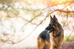 German Shepherd Portrait