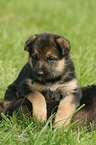 German Shepherd Puppies