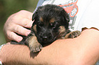 German Shepherd Puppy