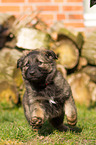 German Shepherd Puppy