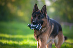 playing German Shepherd