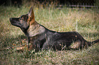 German Sehpherd Puppy lying in meadow