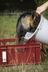 German Shepherd Puppy with water bucket