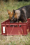 German Shepherd Puppy plays with water in a box