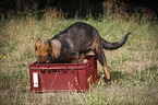 German Shepherd Puppy plays with water in a box