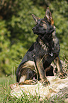 sitting German Shepherd