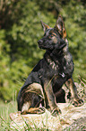 sitting German Shepherd