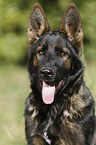 German Shepherd Portrait