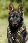 German Shepherd Portrait