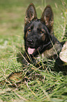 lying German Shepherd