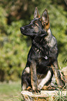 sitting German Shepherd