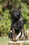 sitting German Shepherd