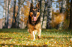 running German Shepherd