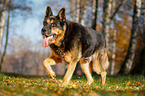 walking German Shepherd