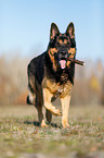 running German Shepherd