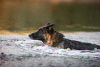 swimming German Shepherd