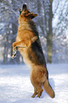 jumping German Shepherd