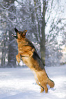 jumping German Shepherd