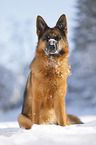 German Shepherd sits in the snow