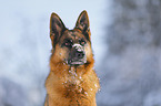 German Shepherd Portrait